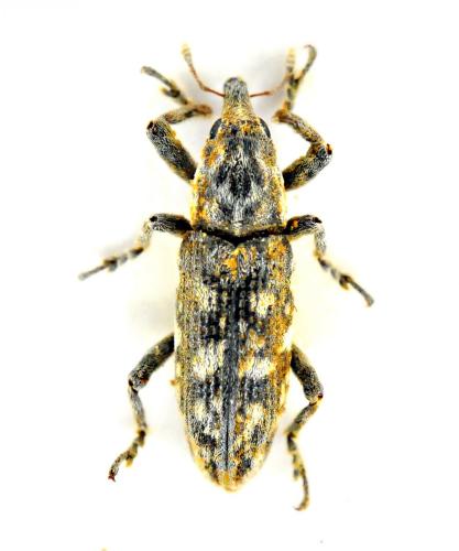 Lixus soricinus